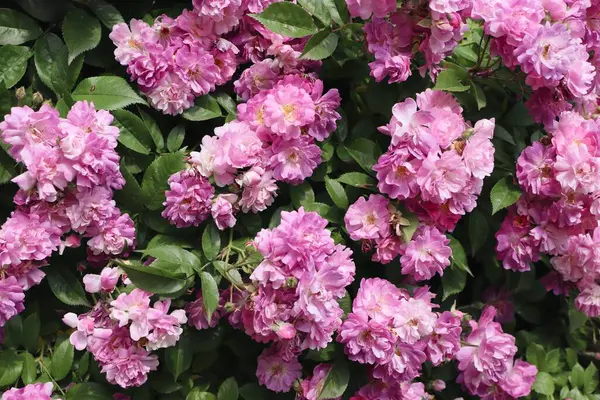 Pembe gül, gül çalısı, yakın plan, gül arkaplan veya ekran koruyucu