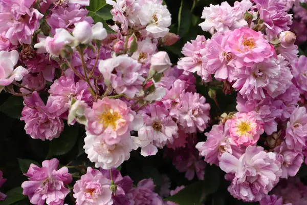 Pembe gül, gül çalısı, yakın plan, gül arkaplan veya ekran koruyucu