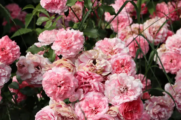 Pembe gül, gül çalısı, yakın plan, gül arkaplan veya ekran koruyucu