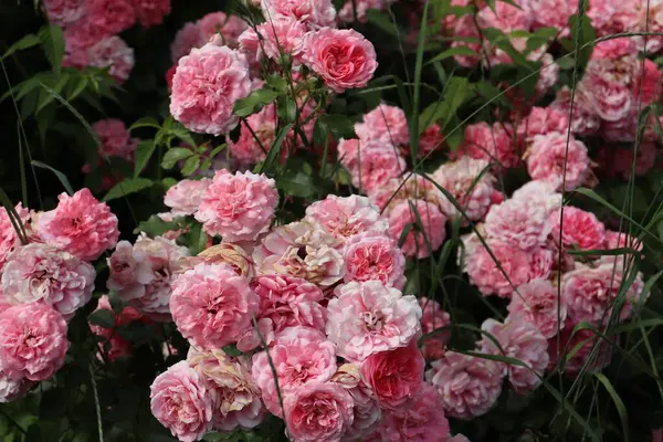 Pembe gül, gül çalısı, yakın plan, gül arkaplan veya ekran koruyucu