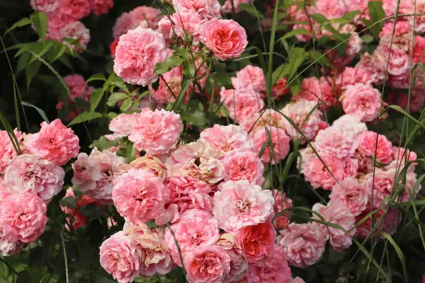 Pembe gül, gül çalısı, yakın plan, gül arkaplan veya ekran koruyucu