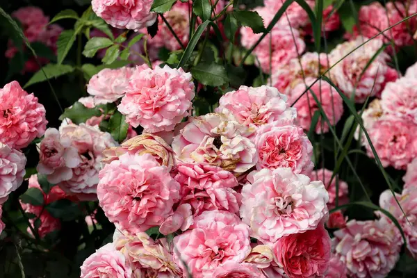 Pembe gül, gül çalısı, yakın plan, gül arkaplan veya ekran koruyucu