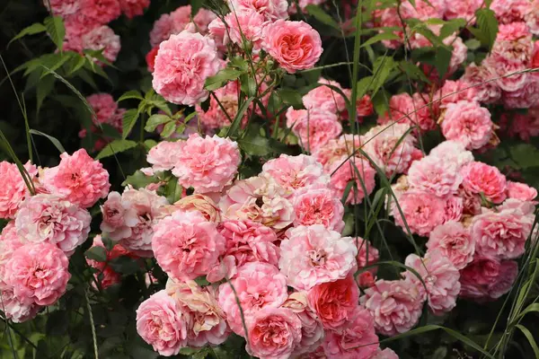 Pembe gül, gül çalısı, yakın plan, gül arkaplan veya ekran koruyucu