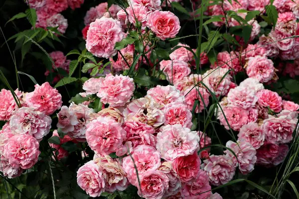 Pembe gül, gül çalısı, yakın plan, gül arkaplan veya ekran koruyucu