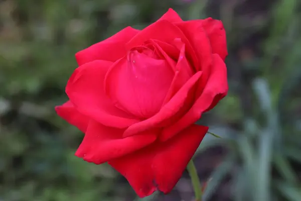Bahçede kırmızı gül çiçeği