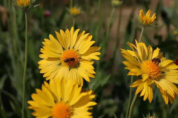 Bahçe ayçiçeği, sarı papatya, yakın plan, çiçekli bir arı