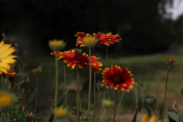 Gaillardia, kahverengi merkezli kırmızı-sarı bir çiçek ve yere karşı büyük bir göğüs.