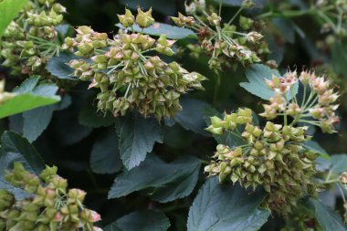  Yeşil ve Pembe Çiçek Tomurcuklarının Baharda Yapraklarla Kapalı Çekimi Doğal Gün Işığı Altında