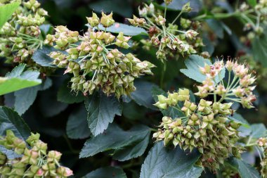 Yeşil ve Pembe Çiçek Tomurcuklarının Baharda Yapraklarla Kapalı Çekimi Doğal Gün Işığı Altında