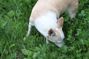 Kaldırımın kenarında yürüyüşe çıkmış küçük bir köpek. Doğal ışık, samimi duygular ve huzur dolu bir an.