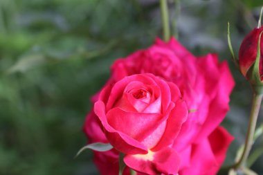  Dolgun Yaz Bahçesinde Güzel Kırmızı Güller