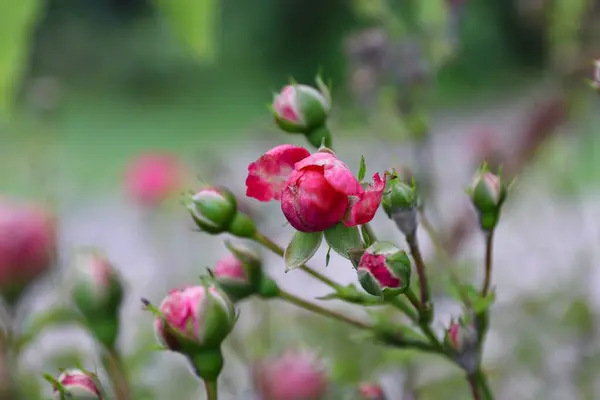 Yeşiller Doğal Işık Altında Yeşil Yapraklarla Çiçek Bahçesinde Pembe Gül Tomurcuklarının Yakın Çekimi