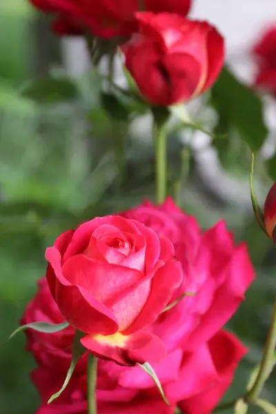  Dolgun Yaz Bahçesinde Güzel Kırmızı Güller