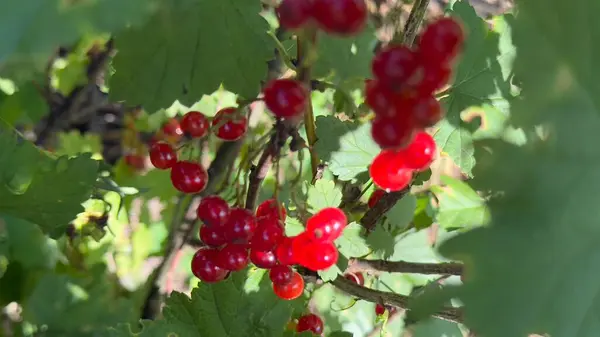 Kırmızı frenk üzümü, kırmızı böğürtlen, meyve, meyve, meyve,