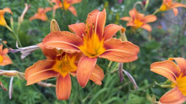 Doğal Arkaplanda Kırmızı Aksanlı Canlı Turuncu Lily, Yaz Bahçesinde Yakın Çekim