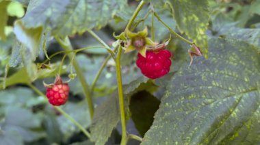 Yeşil Yapraklar Arasındaki Çalılıkta Olgun Kırmızı Ahududu, Yaz Bahçesi 'nde Yakın plan
