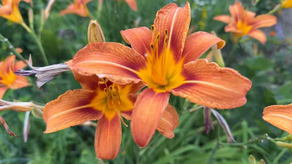 Doğal Arkaplanda Kırmızı Aksanlı Canlı Turuncu Lily, Yaz Bahçesinde Yakın Çekim