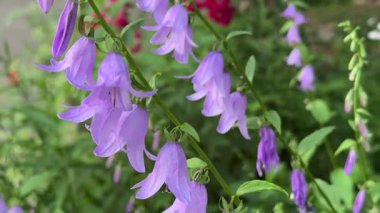 Çan şeklinde çiçekler yeşillikler arasında narin bitki örtüsü yaz aylarında