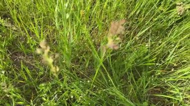 Yeşil çimenler esintide yavaşça sallanıyor doğal bir manzara içinde, sakin ve uyumlu bir atmosfer yaratıyor.