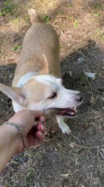 Oyuncak bej ve beyaz köpek bir çubuk çiğneyip dışarı koşuyor, enerji, neşe ve doğal davranış gösteriyor.