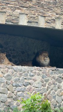 Taştan bir mağarada dinlenen bir çift aslan doğal bir barınak ve gölge ile vahşi bir yaşam ortamını çağrıştırıyor.