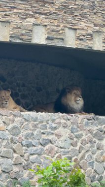 Taştan bir mağarada dinlenen bir çift aslan doğal bir barınak ve gölge ile vahşi bir yaşam ortamını çağrıştırıyor.
