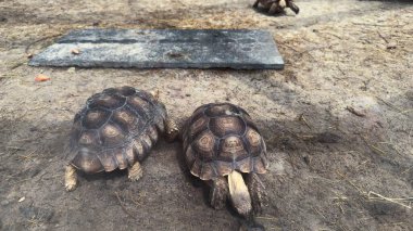 İki kaplumbağa kumlu zeminde, doğal yaşam ortamında taş bir levhanın yanında yaz ışıklarıyla.