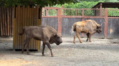 Hayvanat bahçesindeki büyük kahverengi bufalo.