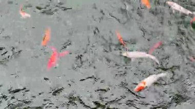 Renkli koiler yaz güneşi altında berrak suyla dekoratif bir gölde yüzüyorlar.