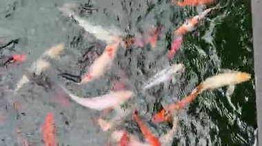 Renkli koiler yaz güneşi altında berrak suyla dekoratif bir gölde yüzüyorlar.