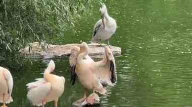Su üzerindeki doğal habitatlarında pelikanlar su kuşlarıyla sakin vahşi yaşam sahneleri