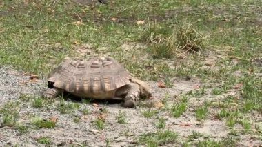 Dört kaplumbağa yavaşça yerde yürüyor. Gün ışığında doğal sürüngen yürüyüşü.