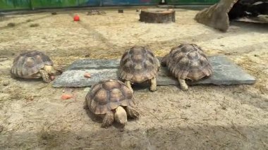 Kaplumbağalar doğal sürüngen davranışları ile korunan bir yaşam alanında havuç yiyor ve yürüyorlar.