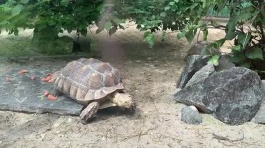 Kaplumbağalar doğal sürüngen davranışları ile korunan bir yaşam alanında havuç yiyor ve yürüyorlar.