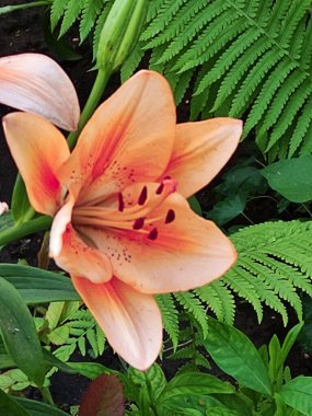 Açık turuncu zambak, eğrelti otlarının arasında kırmızı noktalar, doğal renk ve doku uyumu bir bahçe sahnesinde.