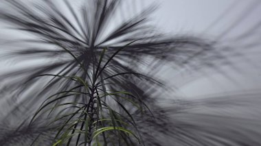 Palmiye yaprağı siluetleri sisli gökyüzüne karşı bulanıklaştı tasarım, meditasyon ve yaratıcı projeler için doğal motifi sakinleştirdi