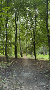 Orman yolu uzun yeşil ağaçların arasında vahşi doğa, ekoloji ve iç huzurun ahengi