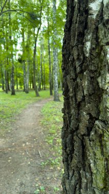 Orman yolu uzun yeşil ağaçların arasında vahşi doğa, ekoloji ve iç huzurun ahengi