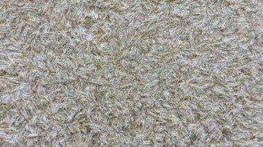 İnce Açık Kahverengi ve Beyaz Fiberlerin Doğal Dokuları Çevre Tasarımı, Paketleme, Tekstil Baskıları ve Arkaplan Kompozisyonları için İdeal