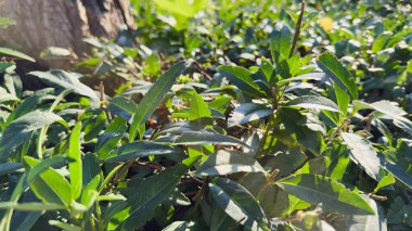 Çevre Tasarımı, Botanik İçerik, Arkaplan ve Mevsimsel Resimler İçin Bir Ağacın Altında Güneş Yaprakları Üzerine Güneş Işığı