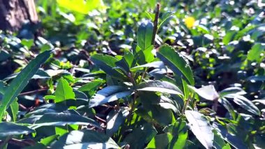 Çevre Tasarımı, Botanik İçerik, Arkaplan ve Mevsimsel Resimler İçin Bir Ağacın Altında Güneş Yaprakları Üzerine Güneş Işığı