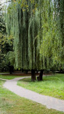 Şehir Parkı 'ndaki Manzaralı Söğüt Sokağı Barış, Doğa ve Uyum Sembolü
