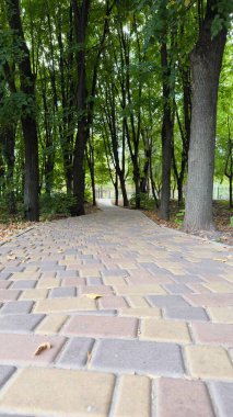 Uzun Ağaçlar Arasındaki Çakıl Taşı Yolu ile Sessiz Park Geçidi Yürümek ve Rahatlamak İçin Mükemmel Bir Yer