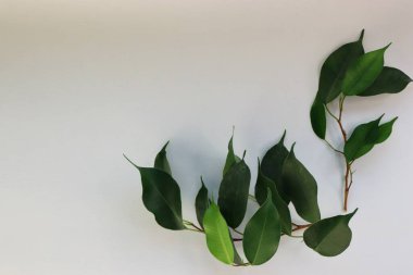 Beyaz arka planda yeşil yapraklı minimalist kompozisyon. Web sitesi tasarımı, arkaplan, reklam afişleri, eko ve sağlık projelerinde ve doğa hakkındaki bloglarda kullanmak için mükemmel bir görüntü