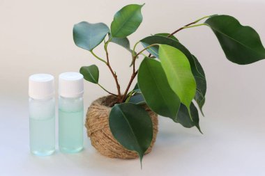 Jute Pot Concept of Natural Cilt ve Çevre dostu güzellikte Yeşil Bitkinin yanında iki şeffaf şişe.