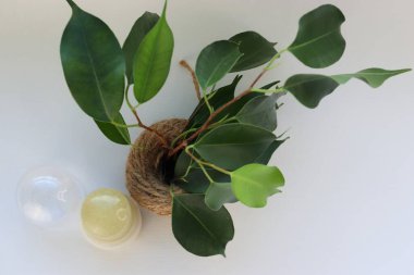 Beyaz Arkaplanda Doğal Mineral Deodorantı Yeşil Yapraklar Çevre dostu ve Güvenli Alternatif