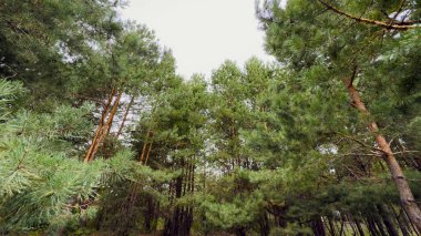 Yazın Çam Ormanı Uzun Kozalaklı Ağaçlar ve Yeşil Yapraklar, Ekoloji, Seyahat, Açık Hava Eğlencesi ve Tasarım Özellikleri İçin Mükemmel.