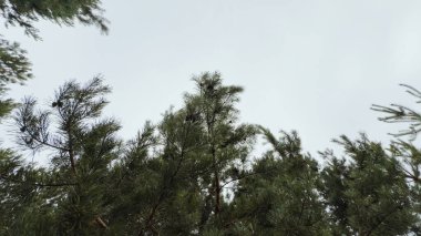 Çam dalları gökyüzüne karşı doğal doku ve tasarım ve çizimler için ekoloji kavramı