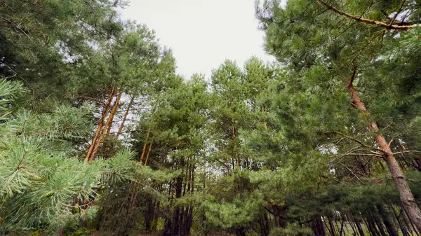 Yazın Çam Ormanı Uzun Kozalaklı Ağaçlar ve Yeşil Yapraklar, Ekoloji, Seyahat, Açık Hava Eğlencesi ve Tasarım Özellikleri İçin Mükemmel.