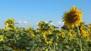 Berrak Mavi Gök Altındaki Ayçiçeği Alanı Yaz Uyumu, Doğal Güzellik ve Kırsal Bolluğun Sembolü